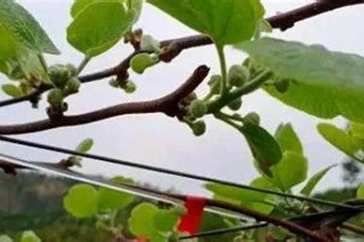 叶面肥正确使用法