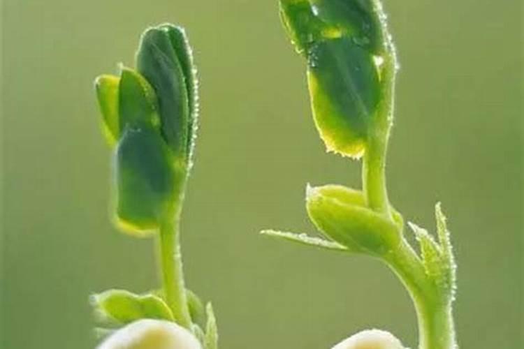 花生芽为什么发黄呢