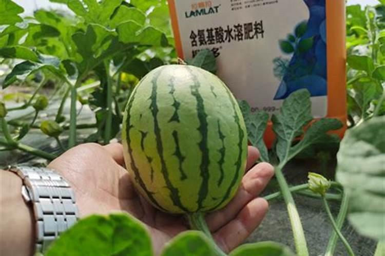 西瓜灌水方式