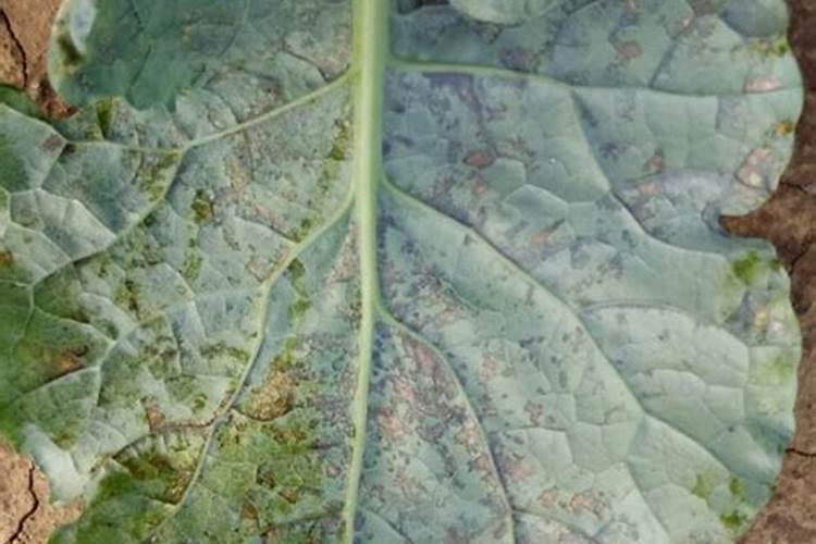 西兰花的叶子长得怎么卷起来了？