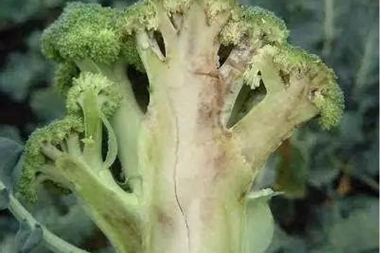 西兰花和绿甘蓝能一起种植吗