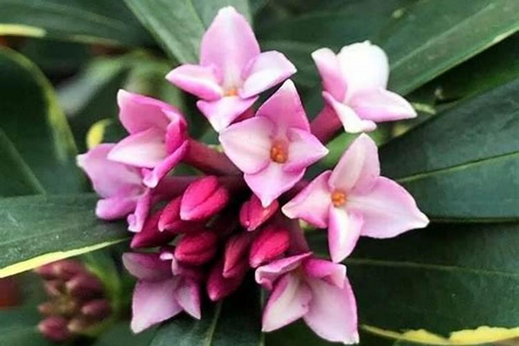 金边瑞香夏季怎么养