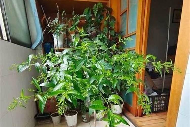 在养花时如何使用磷肥 不容易出现掉花苞现象