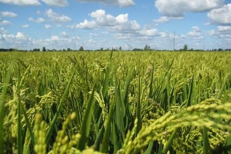 水稻什么时候用叶面肥