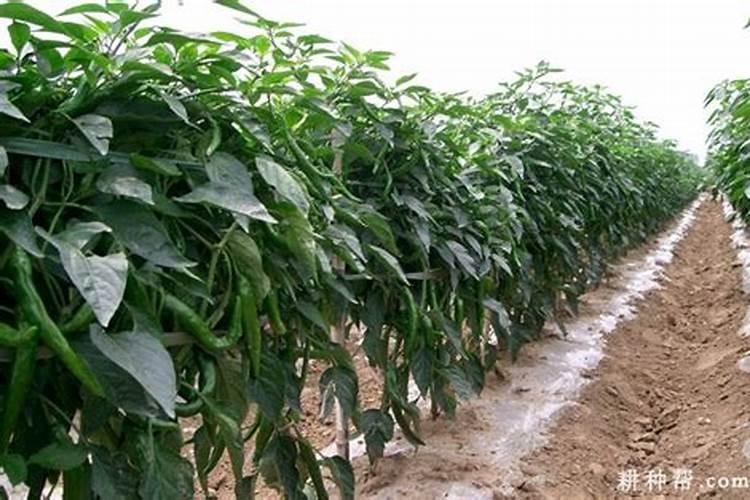 种辣椒到了苗期追肥该选高氮的还是均衡型的肥料。辣椒长势一般,“罗 ...