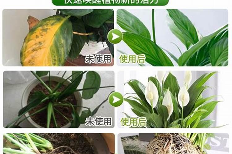 白掌施什么肥好