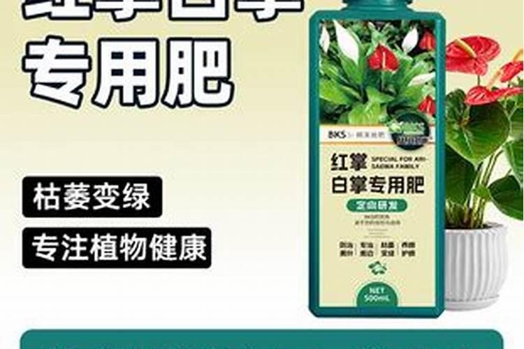 白掌用什么肥料最好