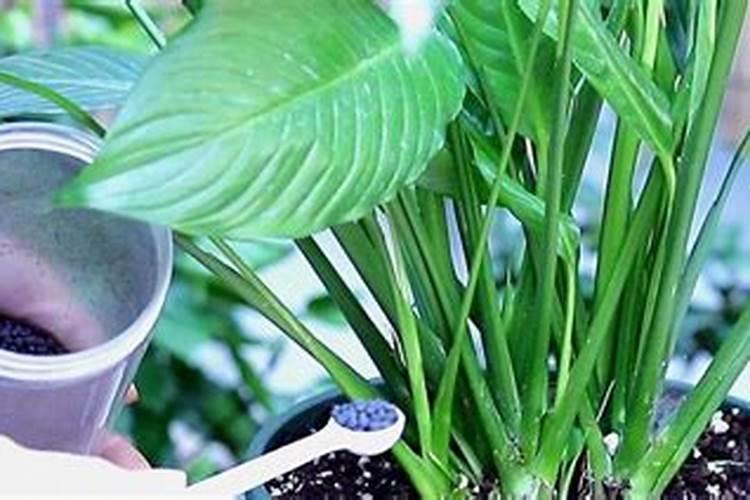 白掌施肥施什么肥料