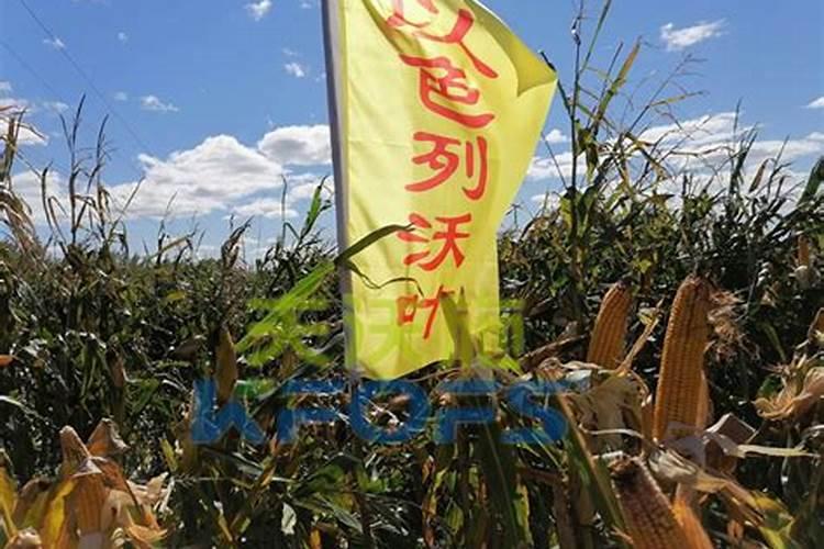 夏玉米追肥新讲究