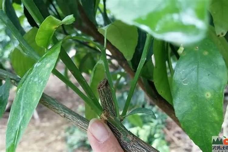 沃柑用什么肥料最好