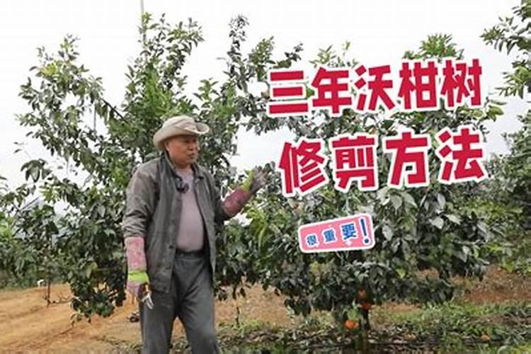 沃柑施什么肥较甜