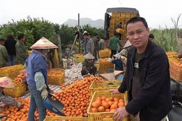 沃柑施什么肥最甜