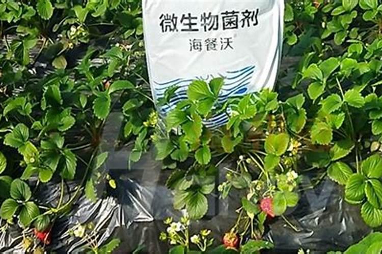 碧护大量元素水溶肥价格