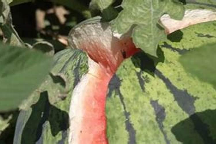 高磷水溶肥最佳配方