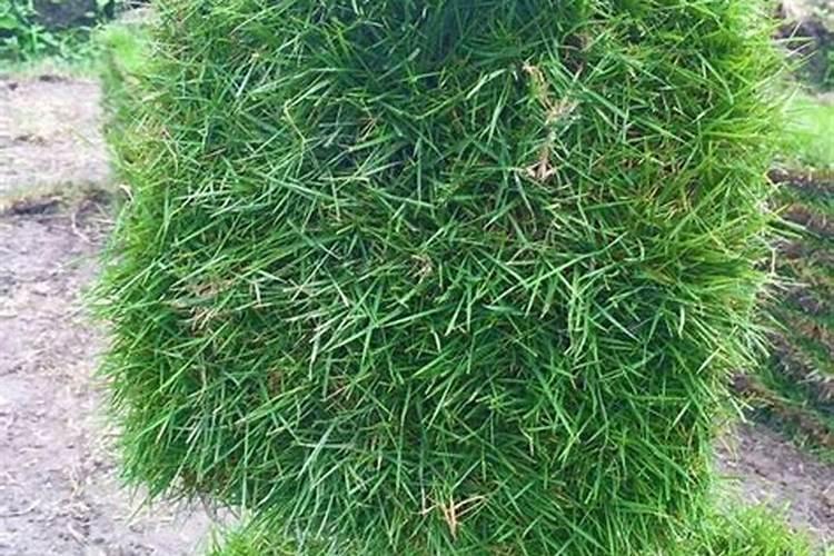 草坪专用肥哪种好？