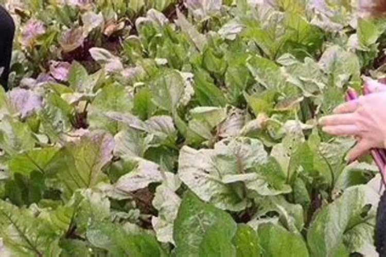 种植大棚有机蔬菜的投资问题