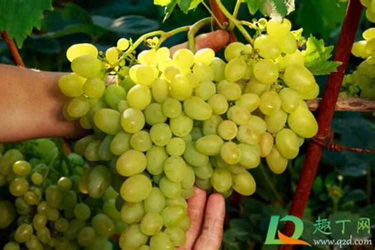 葡萄转色期用高磷肥能行不 葡萄上色期施肥注意事项