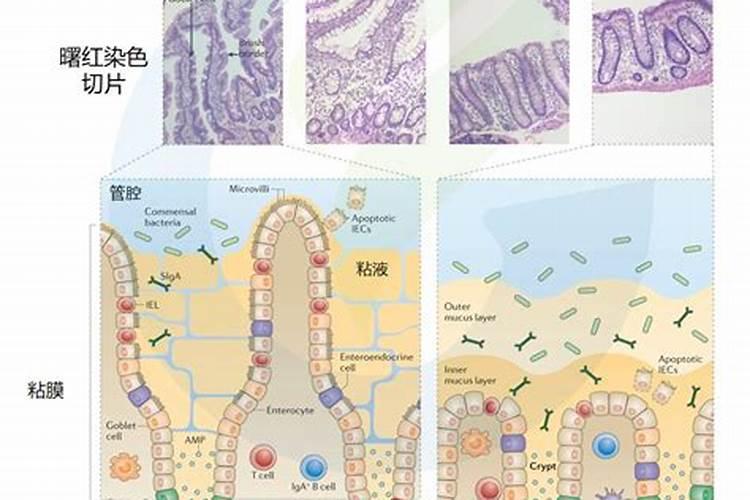 鱼蛋白水肥微生物发酵工艺流程