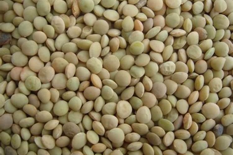 种小豆坑里浇水好吗？