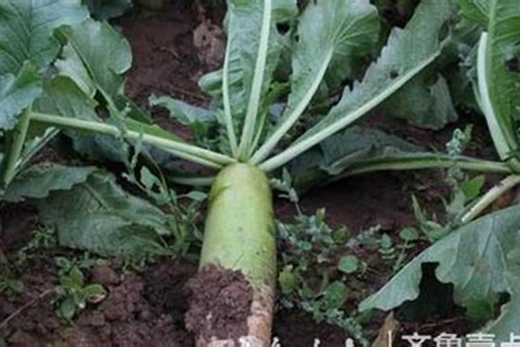 冰糖水果萝卜的种植方法和时间