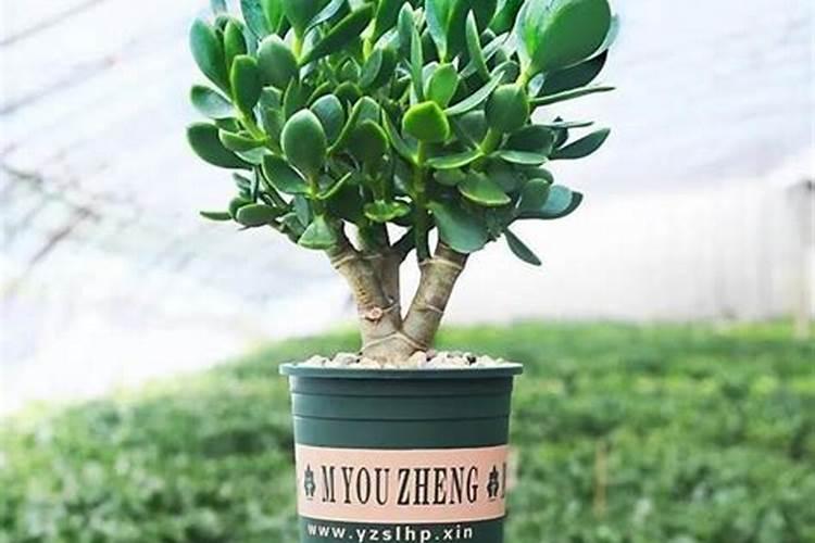 兰花,蝴蝶兰,君子兰,吊兰,玉树,用什么肥好？