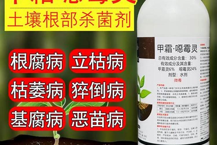 白玉兰缺铁有哪些症状？怎样防治
