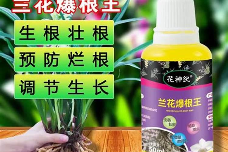 兰花叶子有黑斑怎么办？