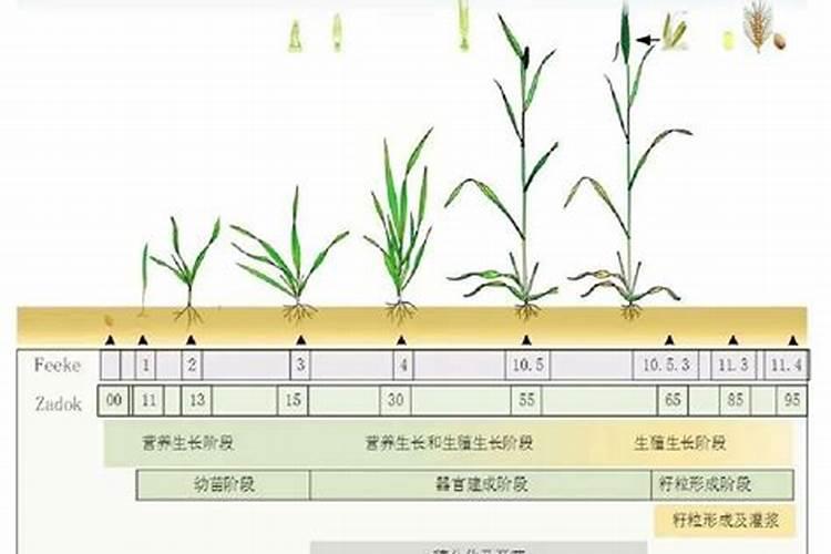 小麦需要的氮磷钾分别是多少
