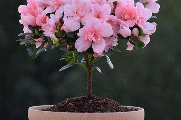 杜鹃花怎么施肥