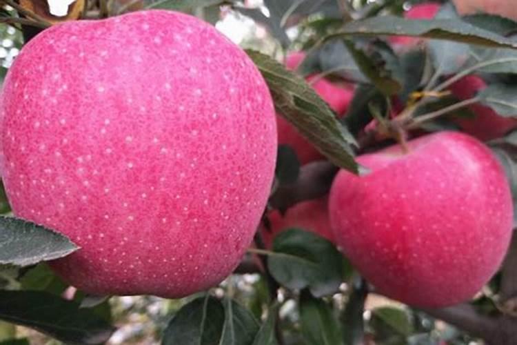 苹果树生根用什么肥？