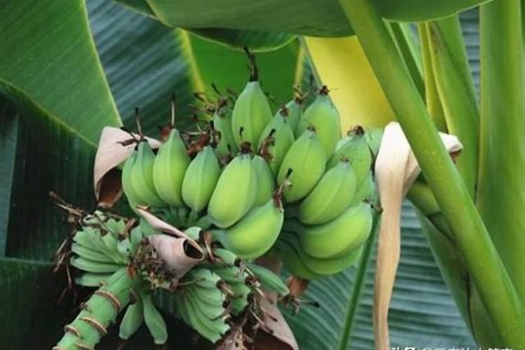 粉蕉用什么肥料最好