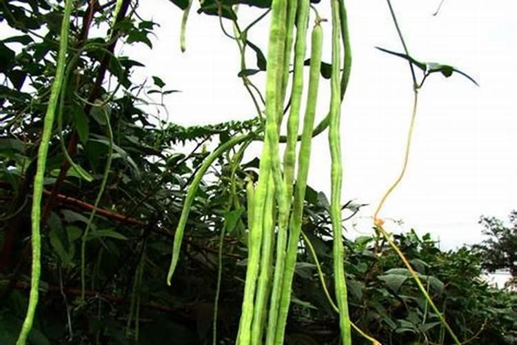 豆角什么时候追肥合适