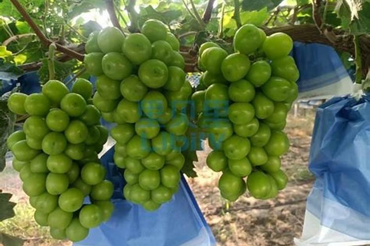 叶面肥多久用一次效果好？使用过多会有哪些危害？