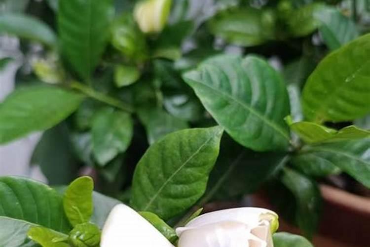 栀子花怎么施肥