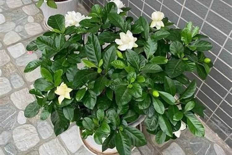 栀子花花苞期怎么施肥