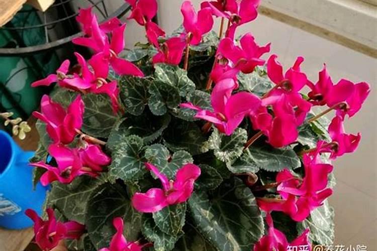 什么肥使叶子绿油油什么肥料可以使叶子变绿