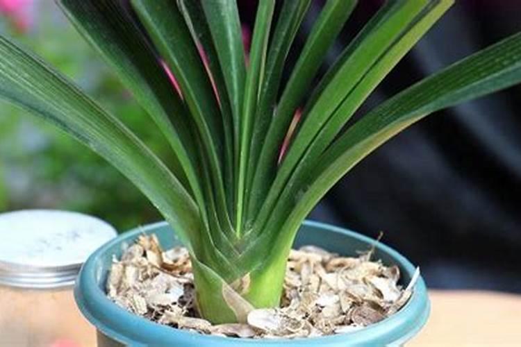 让叶子油绿的4个偏方