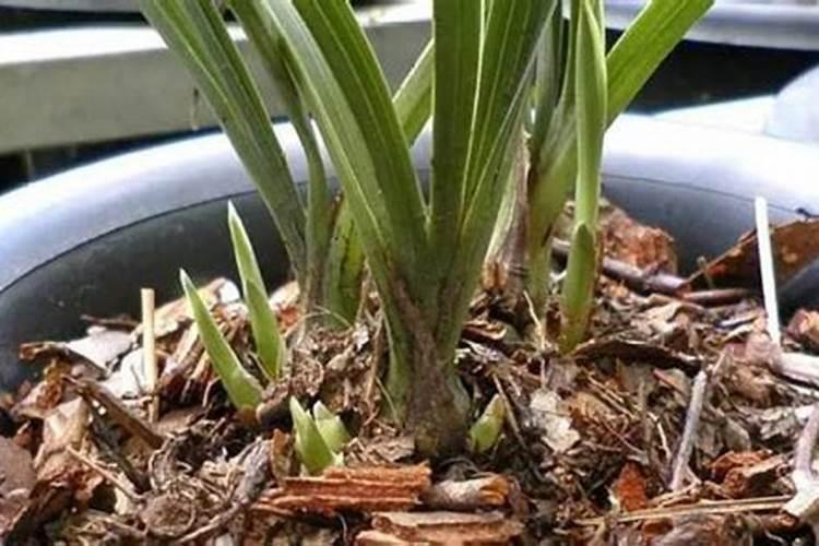 骨粉兑水浇花还是埋在土里好(怎么操作制作骨粉给花浇肥)