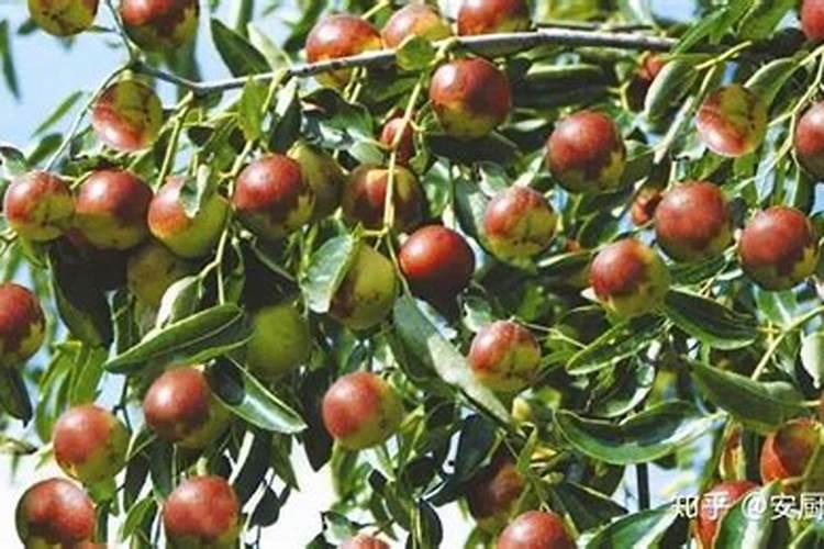 冬枣叶面肥有哪些