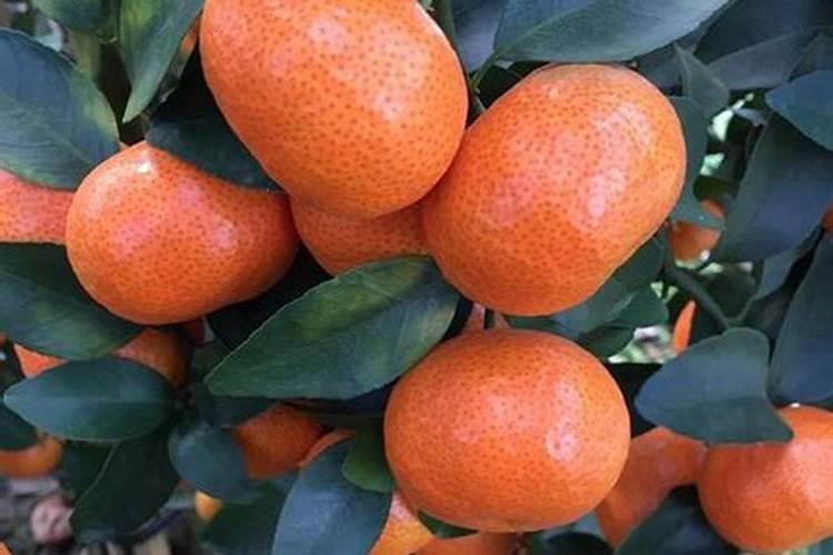 两年苗的砂糖橘下什么肥才快点长大