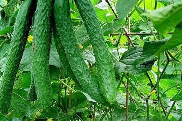 黄瓜用平衡肥好还是高钾肥 黄瓜用什么肥料好