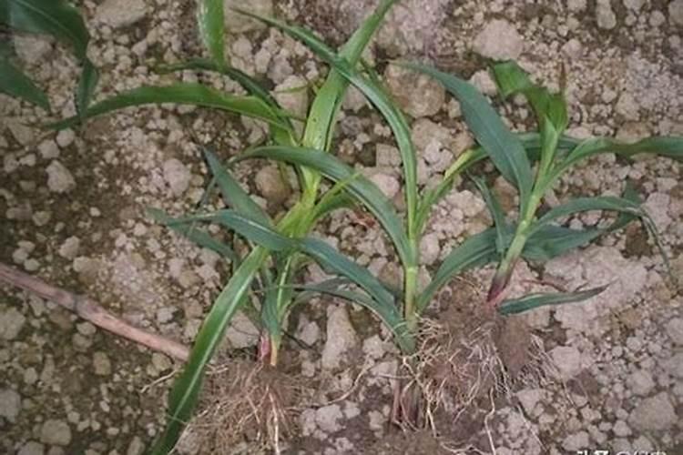 玉米使用叶面肥有什么效果