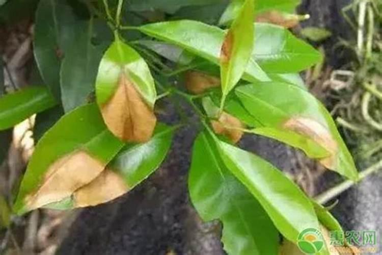 沃柑全年施肥时间表 介绍沃柑及施肥的方法