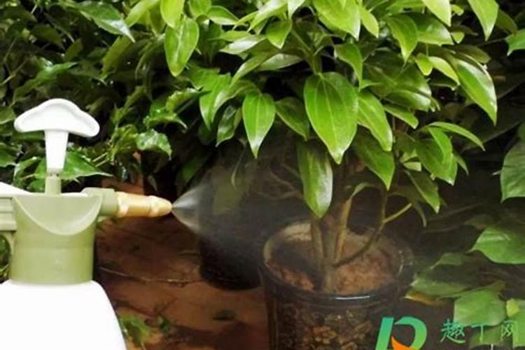 钾肥和镁肥一起喷施的正确方法