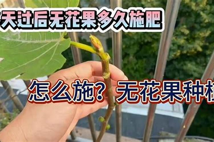 番荔枝的养殖方法和注意事项