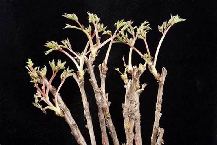 牡丹有花苞要施肥吗