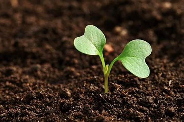 矿源黄腐酸钾使用方法