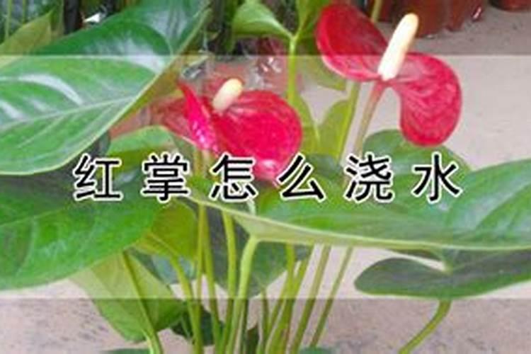 怎样给红掌下肥施什么肥能开花