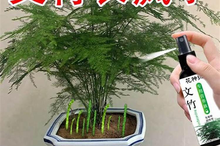 文竹施肥时间,怎样给文竹施肥