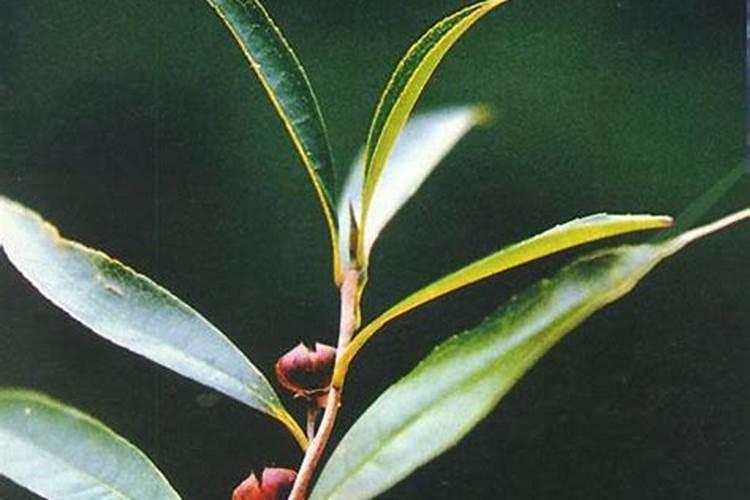 茶树肥料能用作油菜肥料吗？